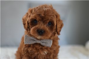 Ethan - Cavapoo for sale
