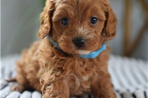 Eric - Cavapoo for sale
