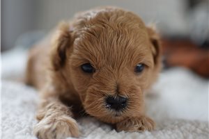 Henri - puppy for sale