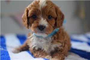 Flint - Cavapoo for sale