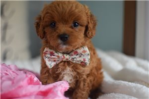 Beth - Cavapoo for sale