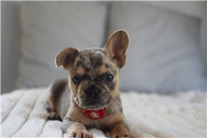 Darla - puppy for sale