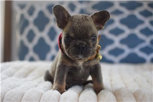Damien - French Bulldog for sale