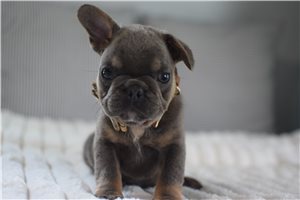 Damien - French Bulldog for sale