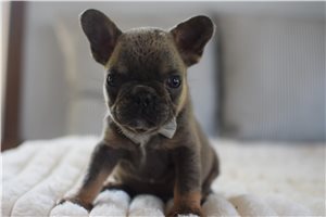 Damien - French Bulldog for sale