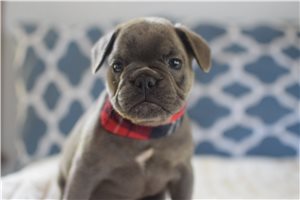 Donatello - French Bulldog for sale