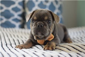 Damien - French Bulldog for sale