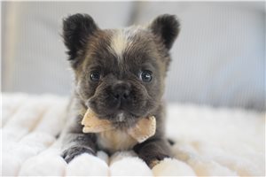 Diana - puppy for sale