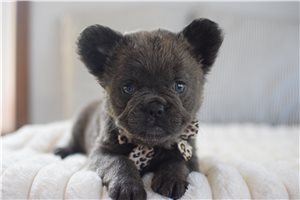 Delaney - French Bulldog for sale