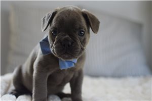 Donatello - puppy for sale