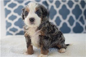 Ashton - puppy for sale