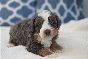 Auster - puppy for sale