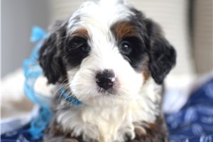 Auburn - Bernedoodle, Mini for sale