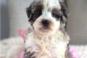 Aspen - Bernedoodle, Mini for sale