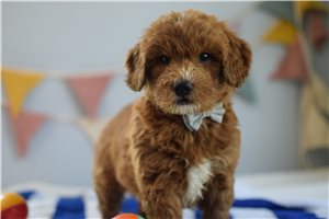 Barry - Goldendoodle, Mini for sale