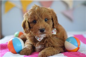 Basha - Goldendoodle, Mini for sale