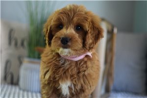 Basha - Goldendoodle, Mini for sale