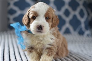 Barney - puppy for sale
