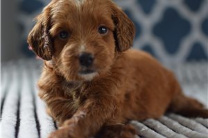 Baroness - Mini Goldendoodle for sale