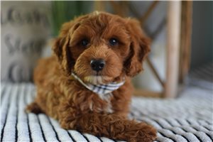 Baron - Goldendoodle, Mini for sale