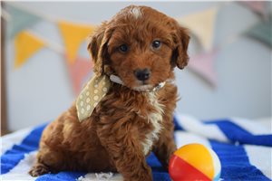 Baron - Goldendoodle, Mini for sale