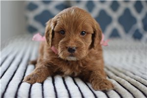 Basha - puppy for sale