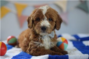 Bart - Goldendoodle, Mini for sale