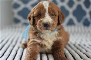 Bart - puppy for sale