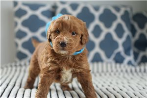 Barry - puppy for sale