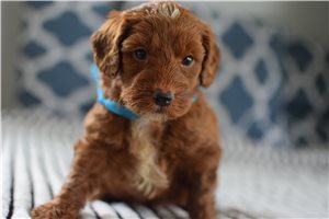 Baron - puppy for sale