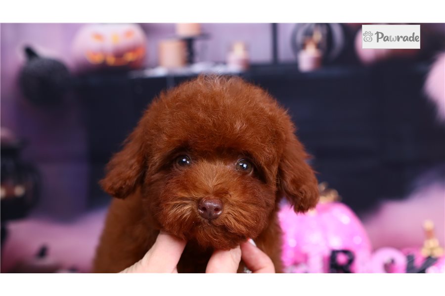 Pandora - Toy Poodle for sale