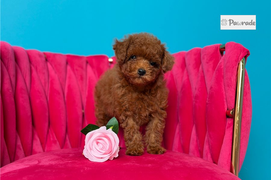 Parka - Toy Poodle for sale