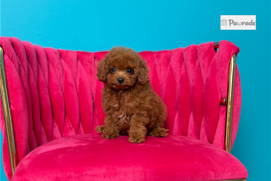 Parley - Toy Poodle for sale