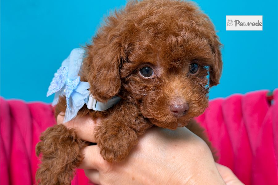 Paddington - Toy Poodle for sale