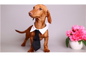 Arthur - Dachshund, Mini for sale