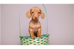 Arthur - Dachshund, Mini for sale