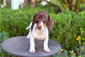 Sylas - Dachshund, Mini for sale
