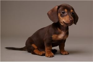 Skip - Dachshund, Mini for sale