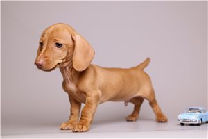 Arthur - Dachshund, Mini for sale