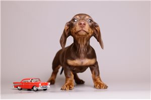 Artie - Dachshund, Mini for sale
