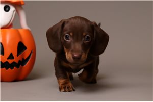 Spencer - puppy for sale