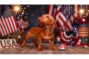 Arthur - Dachshund, Mini for sale