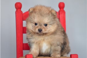 Dawson - Poma-Poo - Pomapoo for sale