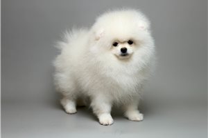 Jeremy - Pomeranian for sale