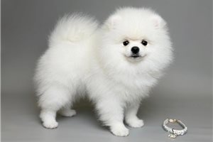 Joey - puppy for sale