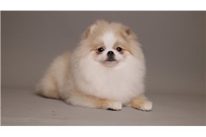 Essie - Pomeranian for sale