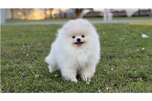 Graciella - puppy for sale