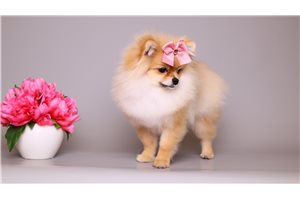 Selena - Pomeranian for sale