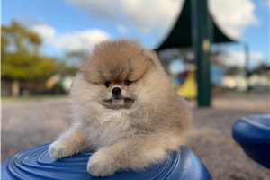 Georgie - puppy for sale