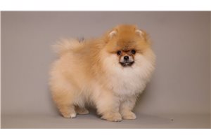 Anthony - puppy for sale